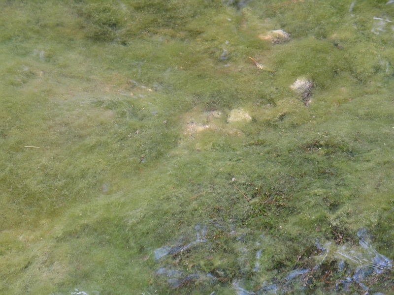 Original image
